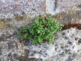 Asplenium ruta-muraria